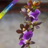 ڥࡡ`ץƥǡ1ַ  3.5   ȤƤɤΤ