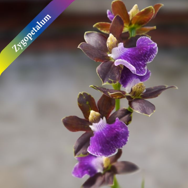 FARM BASE ONLINE SHOP｜洋らん・和らん・苗・資材のギフト・直売