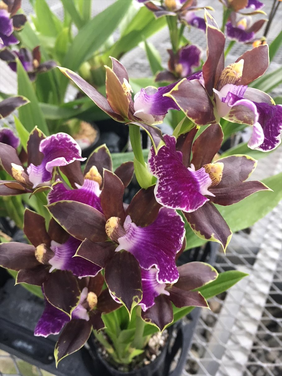 FARM BASE ONLINE SHOP｜洋らん・和らん・苗・資材のギフト・直売