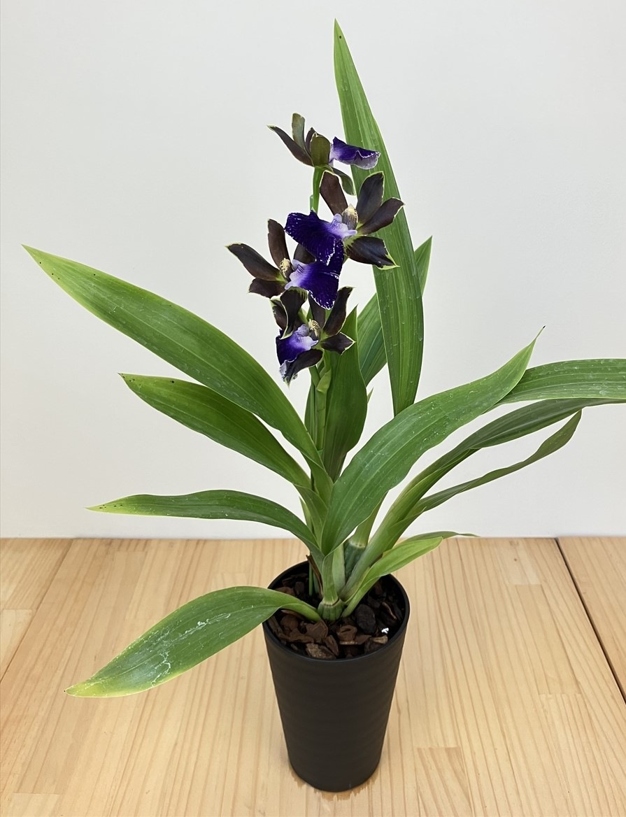 FARM BASE ONLINE SHOP｜洋らん・和らん・苗・資材のギフト・直売