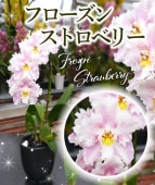 ڥե󥹥ȥ٥꡼ġֲȭդͥԥ󥯥顼͵