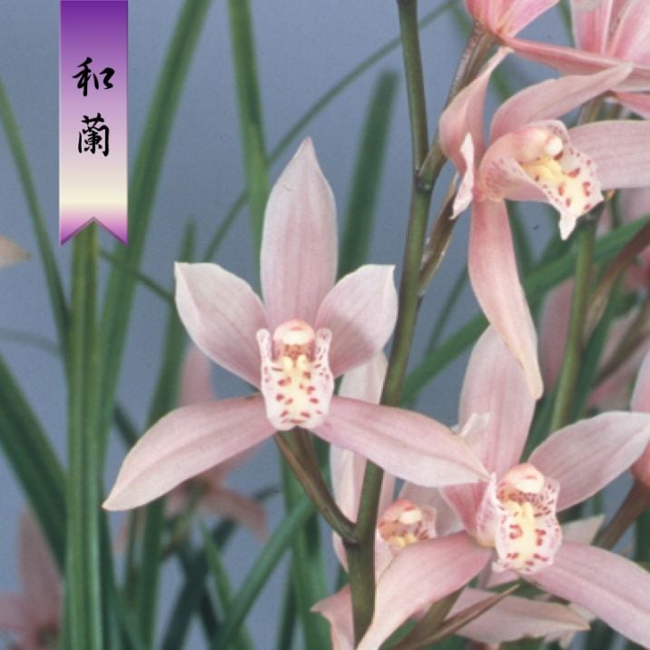 向山蘭園ONLINE SHOP｜洋らん・和らん・苗・資材のギフト・直売