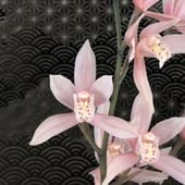 ���������Ÿ���޳�������3��ݥå��ġڿ��פ�äҤʤޤĤ�۾��ʤ��ɤ����