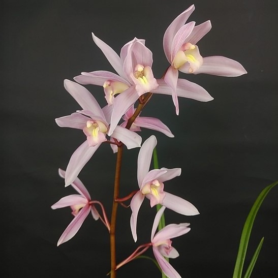 ������������ҡä�ޤȤʤǤ����۲ֲ��鲡�����ȭ ͥ�������