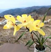 ���������Ÿ���޳������� �Ȥ��ܤ���� �ֲ��鲡�����ȭ �������ĤΤ褦�ʴŤ����