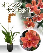 �������ڥ���󥸥��󥻥åȡ��ġ����ֳ� �������֤�ǳ����ͼ�Ǥ��Τ褦��̣�襤����¤�����󥸿�����ħ