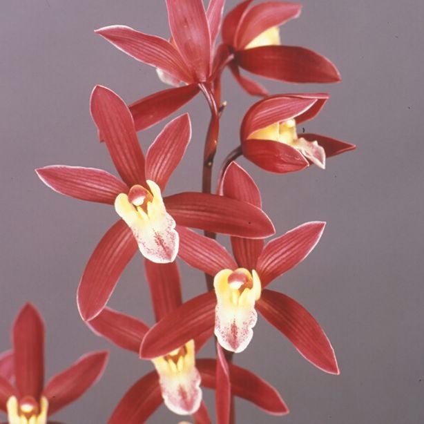 FARM BASE ONLINE SHOP｜洋らん・和らん・苗・資材のギフト・直売