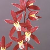 ���������Ÿ���޳�������3��ݥå��ġ�¼���ä�餵��۹��ʤ�