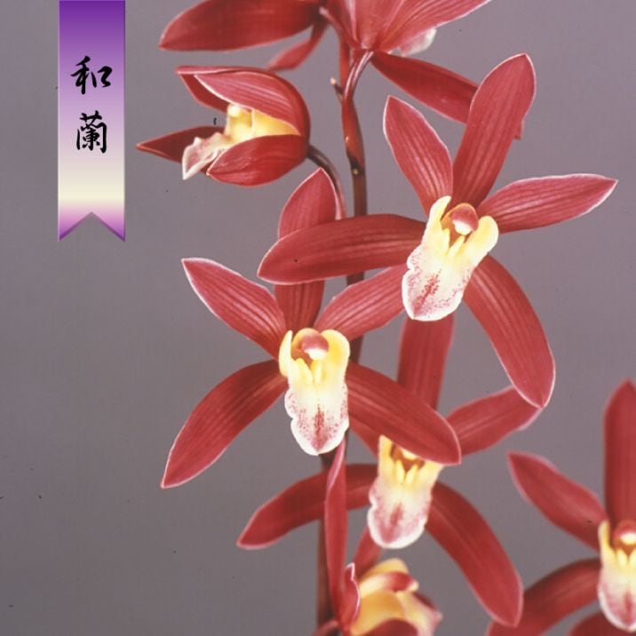 FARM BASE ONLINE SHOP｜洋らん・和らん・苗・資材のギフト・直売