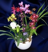 ���ߥå������֥��������ȡצ�25�Ѳ���ȭ�󤻿��� ����Ω���ʾ�  �ܤ��������ǤĤ��륪��꡼��󥢥�� 〜����󥯾��£��ʪ〜