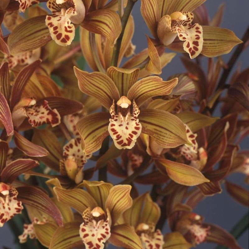 ����3��ݥå��ġ����١ä��������۰���Ū¸�ߴ� �ɤ����