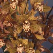 ����3��ݥå��ġ����١ä��������۰���Ū¸�ߴ� �ɤ����