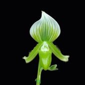 �ѥե����ڥǥ���� �⡼�ǥ����� �в� 3.5��ȭ