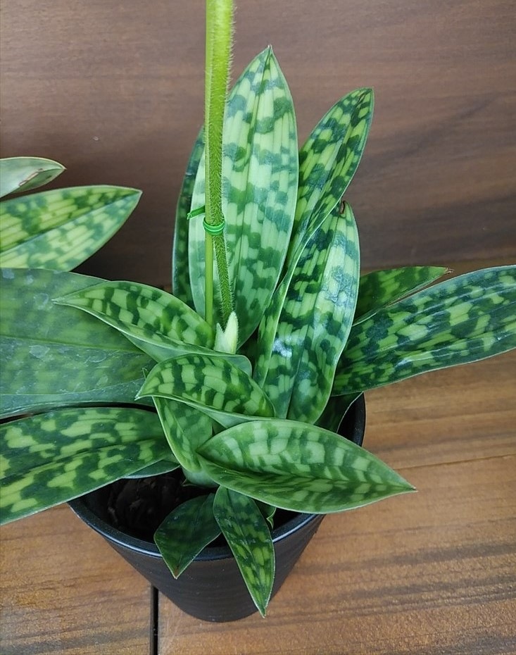 FARM BASE ONLINE SHOP｜洋らん・和らん・苗・資材のギフト・直売