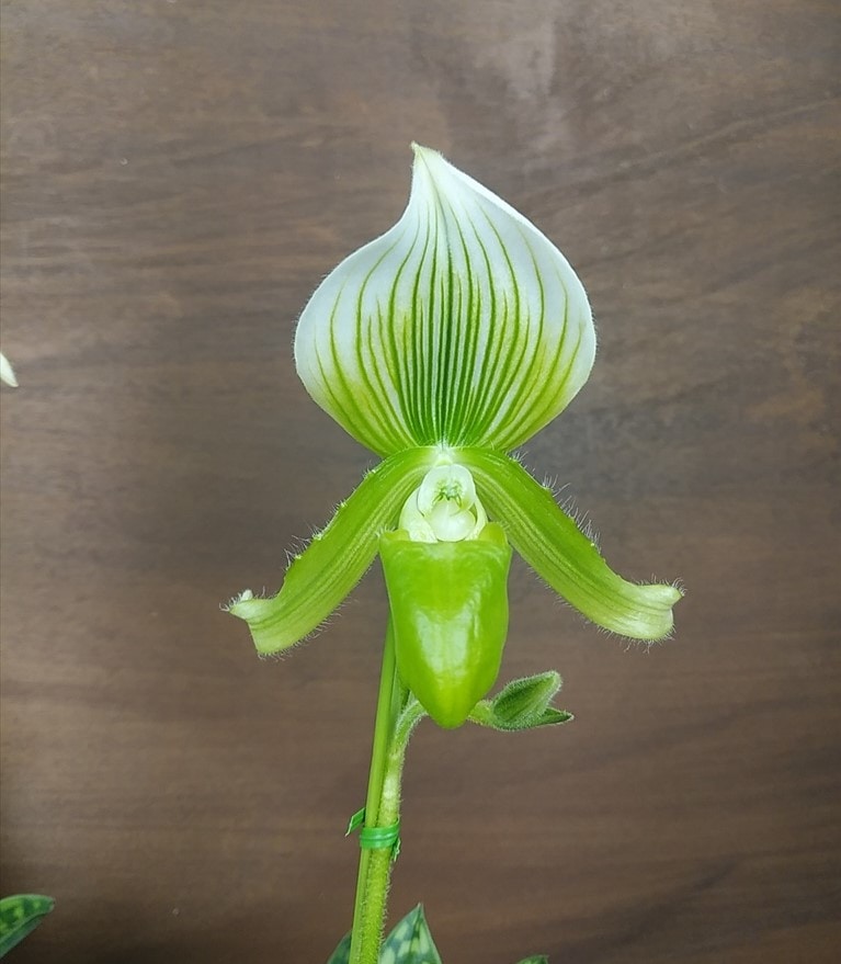 FARM BASE ONLINE SHOP｜洋らん・和らん・苗・資材のギフト・直売