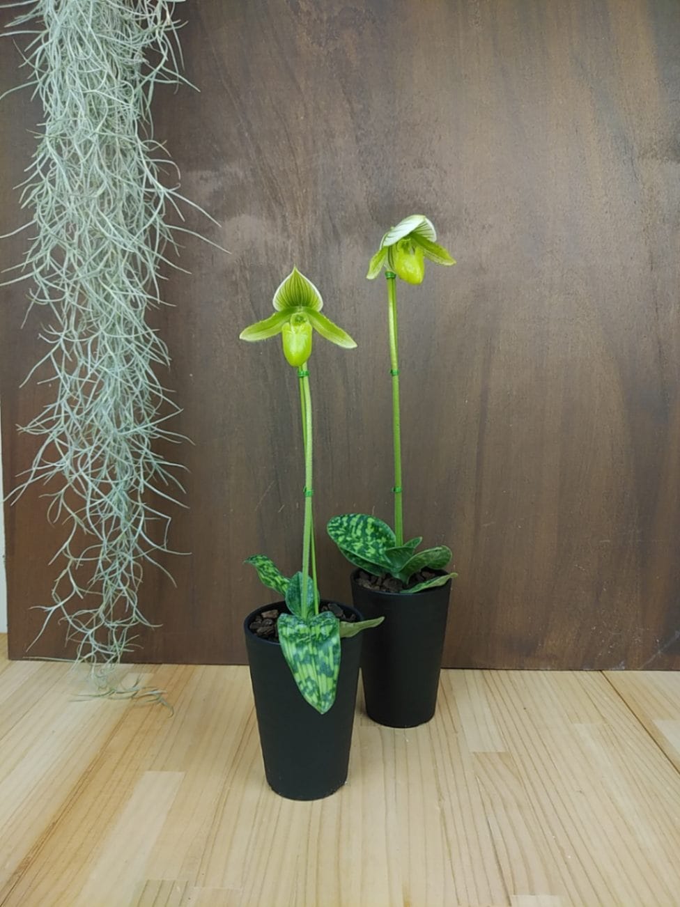 FARM BASE ONLINE SHOP｜洋らん・和らん・苗・資材のギフト・直売