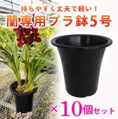   ץȭ  5  10ĥåȡۡκݤŬڤƾפȭ