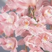 ����ӥ����� �ƥԥ󥯥ԥ塼�ޡ� ������ �ֲ�ʤ� ����ݥå��ġ� ɿ�Τ褦���������ԥ󥯤���������