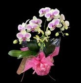 ����̣���ޤ����������祦���3�ַԴ󤻿��� �ץ쥼��Ȥ˴�Ф�륹��������ɥ�����