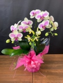 ڡ̣ޤۥ祦3ַԡİ餷祦󤻿 ï˥ץ쥼ȤƤФ륹ɥ