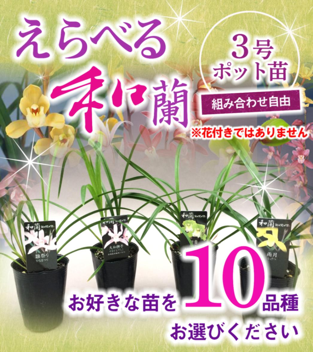 FARM BASE ONLINE SHOP|洋らん・和らん・苗・資材のギフト・直売 FARM BASE ONLINE SHOP|洋らん・和らん・苗・資材のギフト・直売