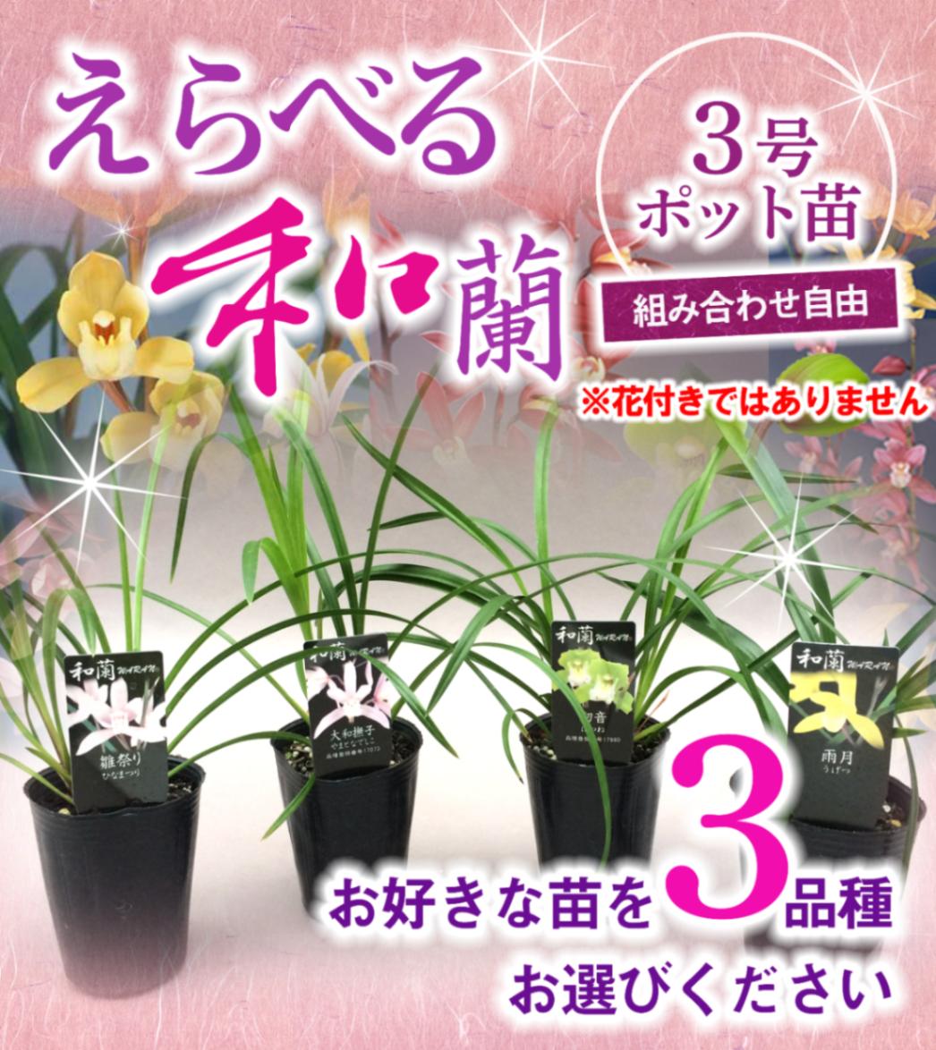 風蘭 野生種 B3 3芽以上の株 3鉢分 産地不明 フウラン○