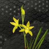 �����ڿ�� | �������ġ��֤䤫�ʥ����������顼�βƽ��餭�ʼ�����ַ�