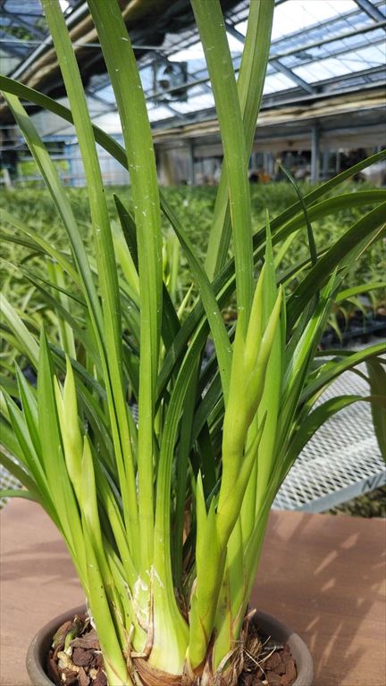 蘭様 ラグランスリーブ刺繍襟ワンピース|LANVIN COLLECTION | LANVIN