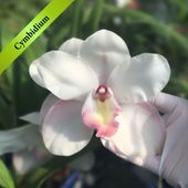 ڿʼ۵إӥ 'ȥå'ݥå