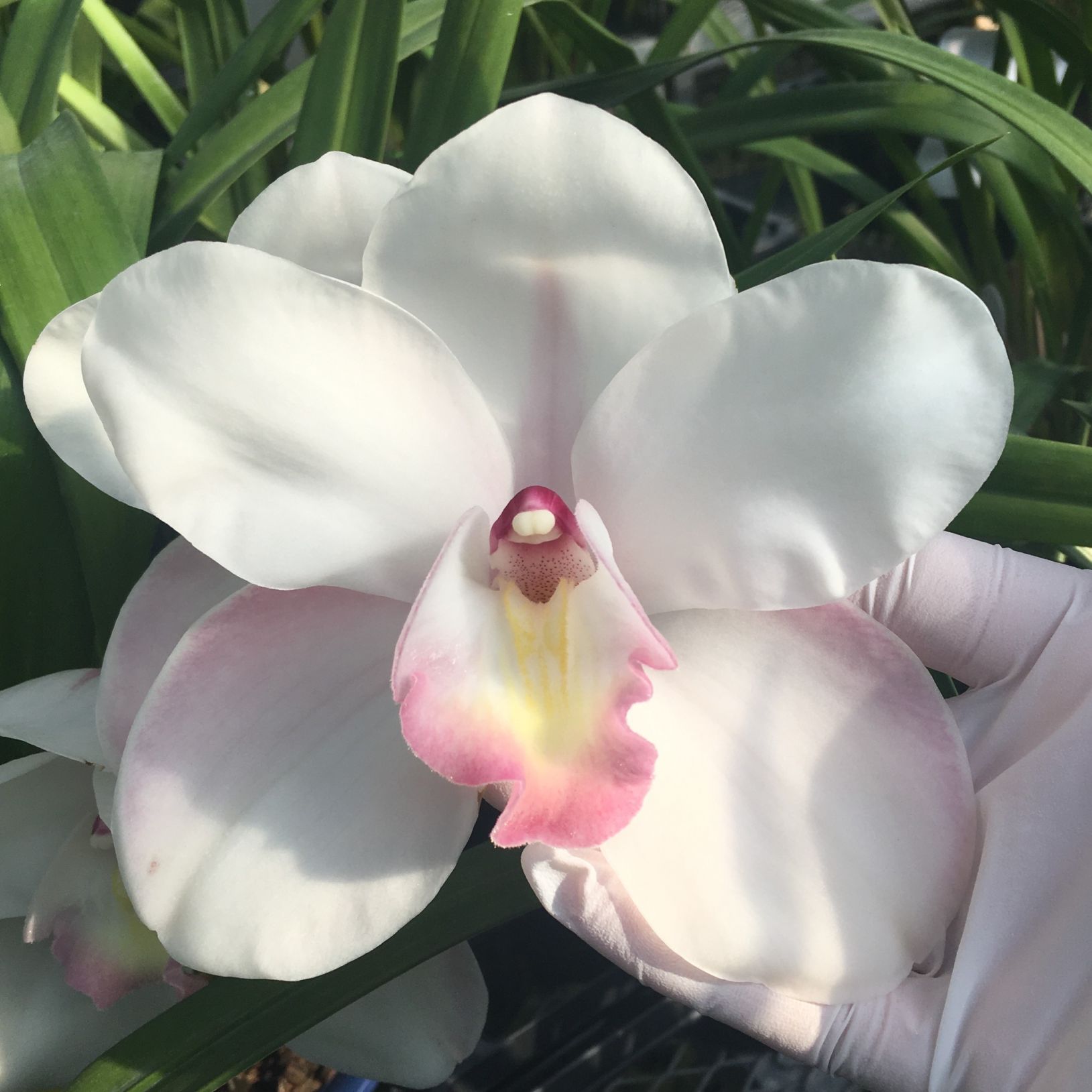 FARM BASE ONLINE SHOP｜洋らん・和らん・苗・資材のギフト・直売