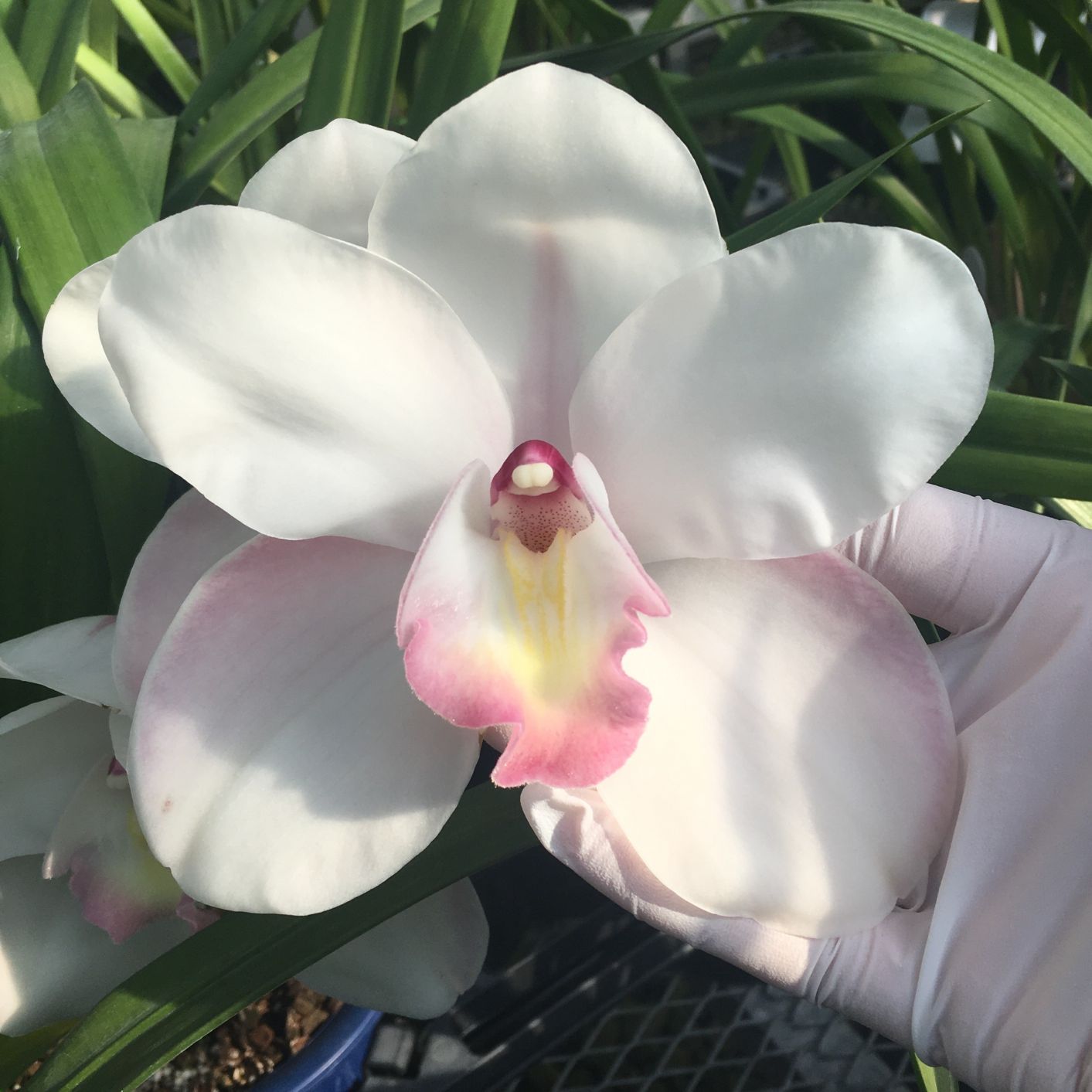 FARM BASE ONLINE SHOP｜洋らん・和らん・苗・資材のギフト・直売