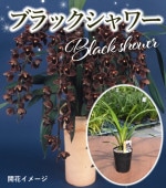 ӥ ƥ֥åǡ3.5¸ߴ뼿Ū̥ǤΥȥʿ