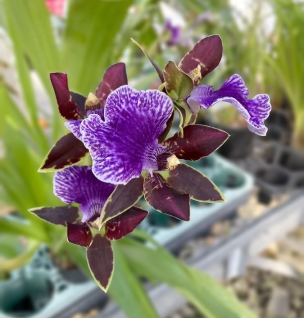 �����ڥ���� �ƥ֥롼�Ρ��ȡ� �ȤƤ��ɤ����Τ���������