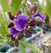 �����ڥ���� �ƥ֥롼�Ρ��ȡ� �ȤƤ��ɤ����Τ���������