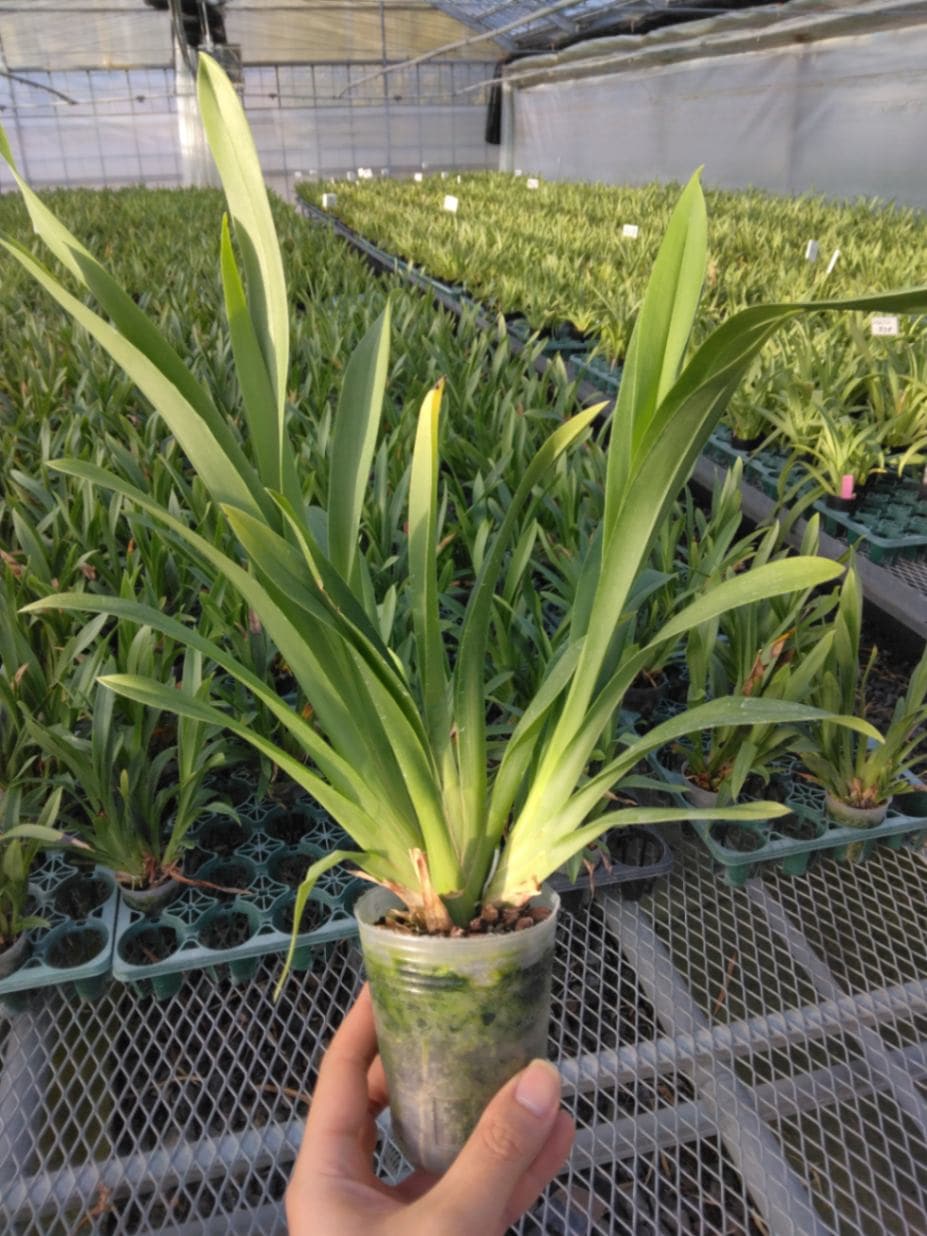 FARM BASE ONLINE SHOP｜洋らん・和らん・苗・資材のギフト・直売