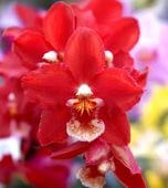 �������ڥϥåԡ������ǥ��󥰡��ġ��ֲ������ȭ �������֤��������ǥץ�äȤ����ݤ��Х�֤�İ��餷����