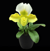 �ѥե����ڥǥ���ࡡ�����ϡ�鲡����դ�����Paphiopedilum