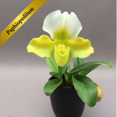 ѥեڥǥࡡϡ鲡դPaphiopedilum