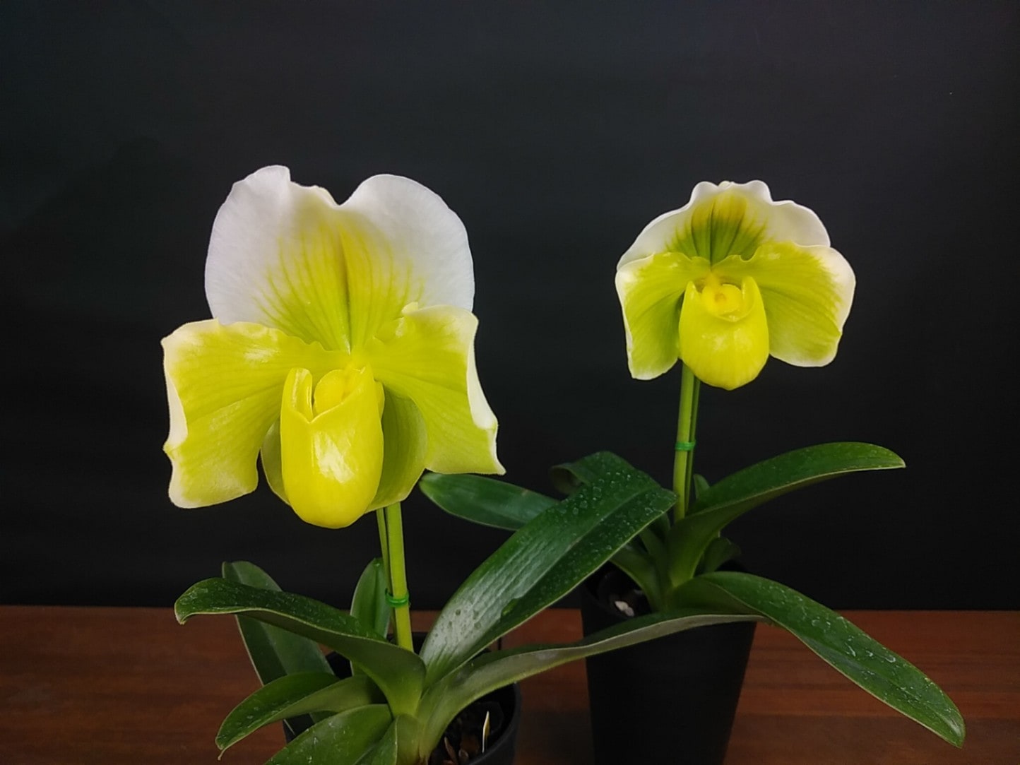 FARM BASE ONLINE SHOP｜洋らん・和らん・苗・資材のギフト・直売