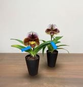 �ѥե����ڥǥ���� ����� 鲡����դ���