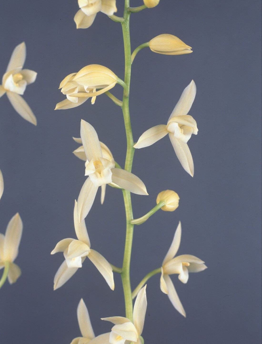 FARM BASE ONLINE SHOP｜洋らん・和らん・苗・資材のギフト・直売