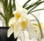 FARM BASE ONLINE SHOP｜洋らん・和らん・苗・資材のギフト・直売