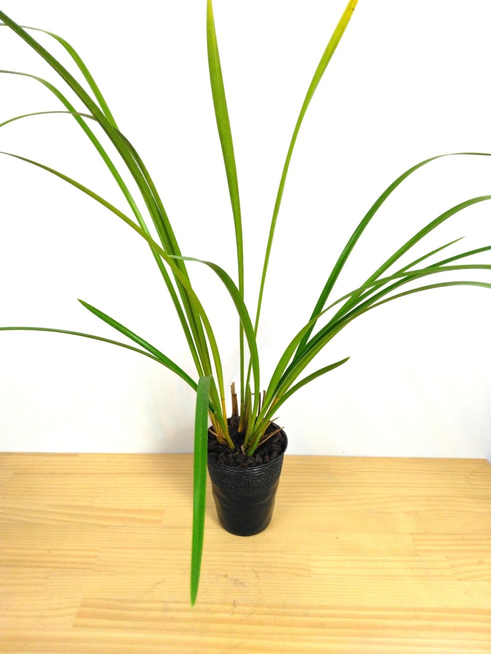 洋蘭 洋ラン 原種 シンビジューム Cym. eburneum 開花サイズ大株 FARM BASE ONLINE SHOP｜洋らん・和らん・苗・資材のギフト・直売
