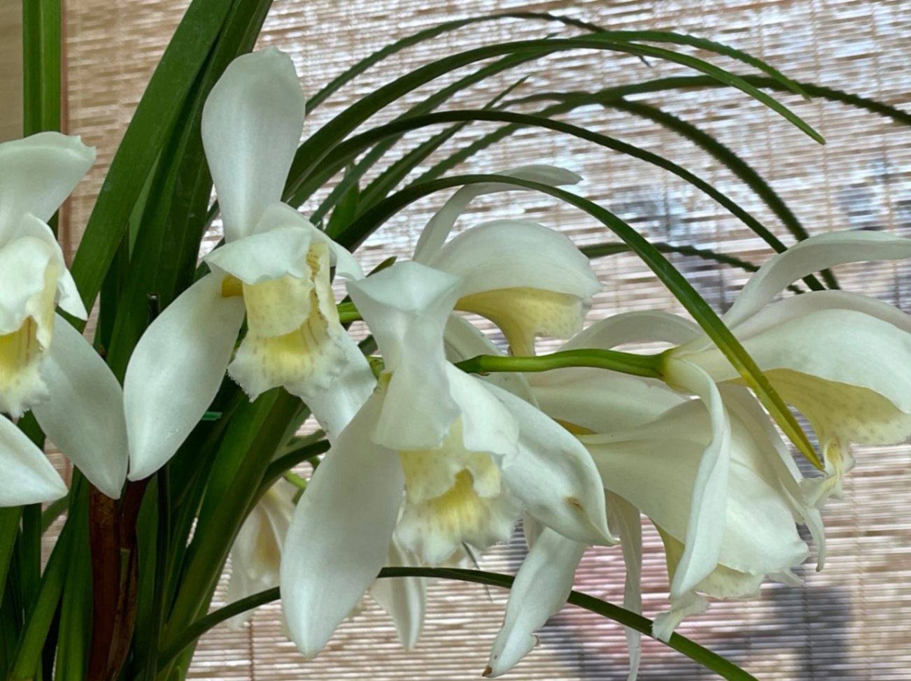 サマーセール！半額再出品！ 洋蘭 TA3715 Cym. wadae'Tokai' x self TOMORROWLAND SUMMER SALE開催中！さらにお買い得な期間限定TIME SALE