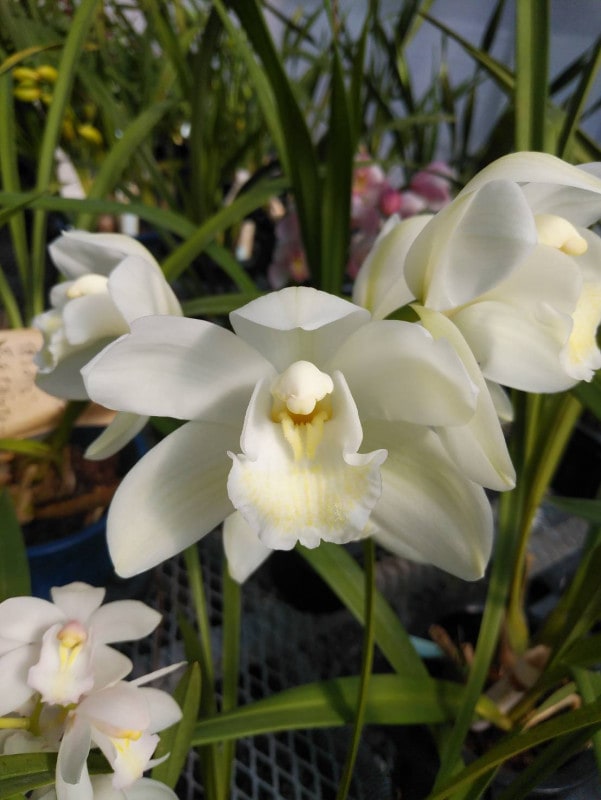 FARM BASE ONLINE SHOP｜洋らん・和らん・苗・資材のギフト・直売