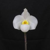 �ѥե����ڥǥ���ࡡ�����˥ۥ磻�� �����Τߡ��ֲ��դ������ֳ�