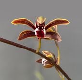 シンビジウム | FARM BASE