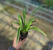 �����ꥷ��ӥ����ࡡCym. Sweetheart �ݥå���