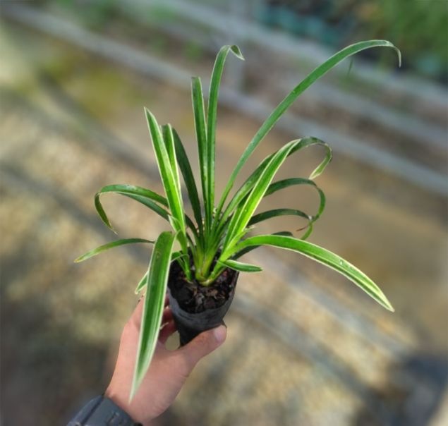 FARM BASE ONLINE SHOP｜洋らん・和らん・苗・資材のギフト・直売