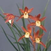 ����3��ݥå��ġ�ͼ̸�ä椦����۹��ʤ�